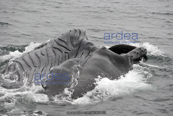  : Humpback Whale - Surface feeding