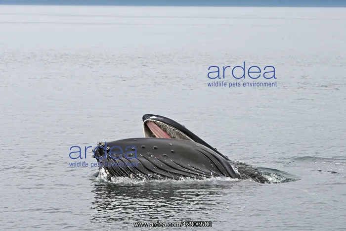 : Humpback Whale - Surface feeding : Humpback Whale - Surface feeding