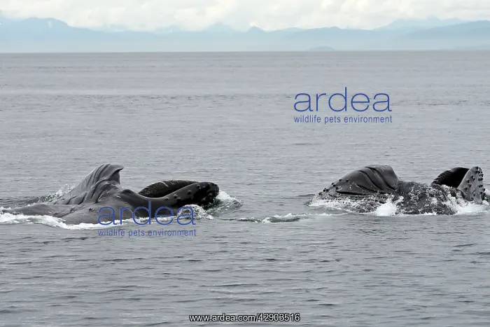 : Humpback Whale - Surface feeding : Humpback Whale - Surface feeding