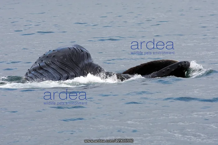 : Humpback Whale - Surface feeding : Humpback Whale - Surface feeding