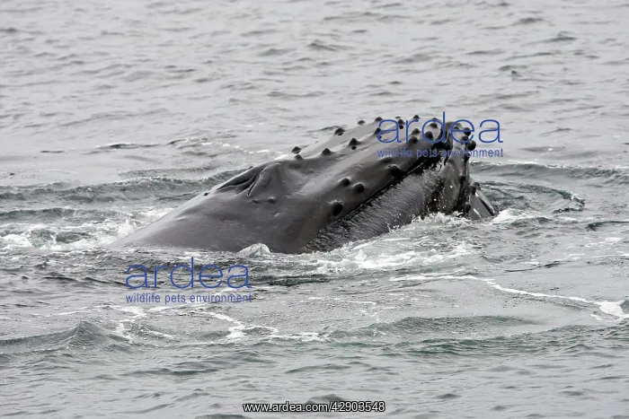 : Humpback Whale - Surface feeding : Humpback Whale - Surface feeding