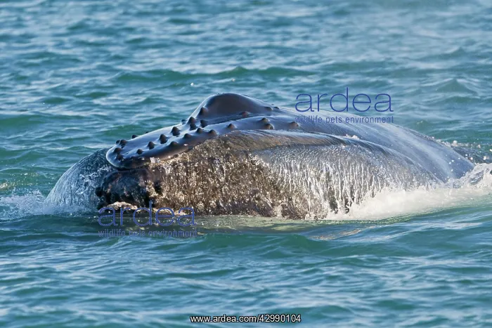 : Humpback Whale - surface feeding : Humpback Whale - surface feeding
