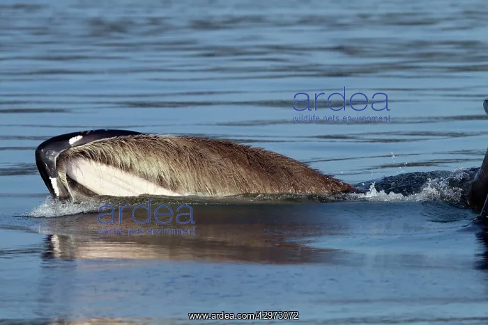  : Humpback Whale - surface feeding - lateral lunge