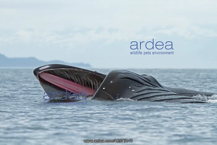 : Humpback Whale - surface feeding - lateral lunge : Humpback Whale - surface feeding - lateral lunge