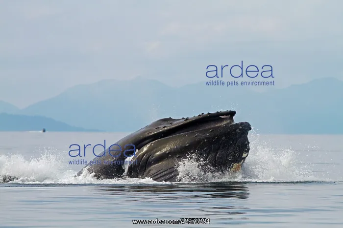 : Humpback Whale - surface feeding - lateral lunge : Humpback Whale - surface feeding - lateral lunge