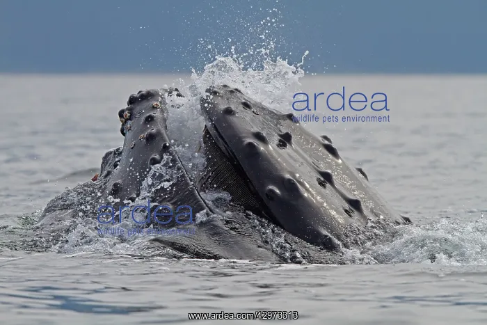  : Humpback Whale - surface feeding - lateral lunge