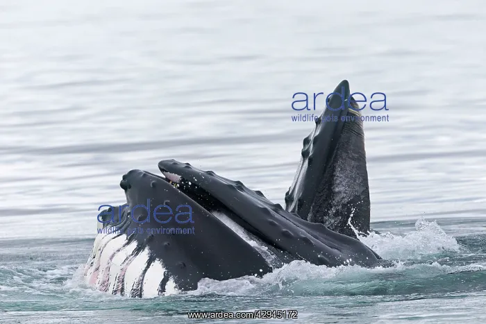 : Humpback Whale - surface feeding - mouth open with : Humpback Whale - surface feeding - mouth open with