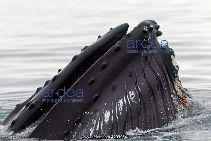: Humpback Whale - surface feeding - mouth open with : Humpback Whale - surface feeding - mouth open with