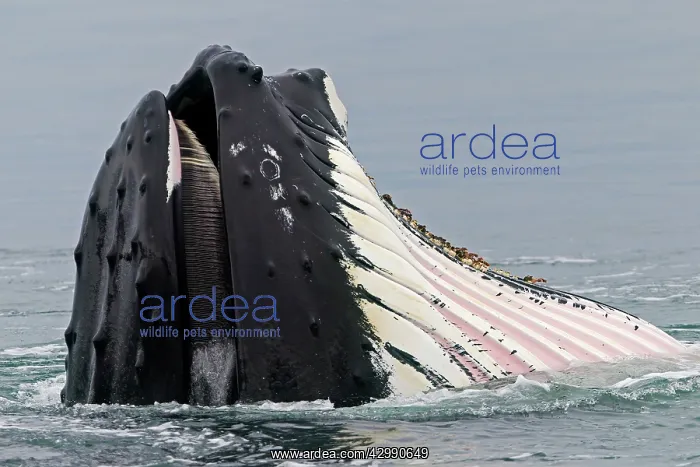 : Humpback Whale - surface feeding - mouth open with : Humpback Whale - surface feeding - mouth open with