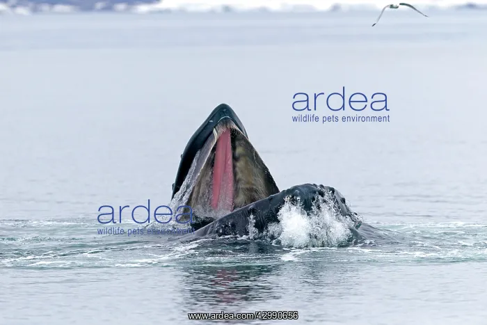 : Humpback Whale - surface feeding - mouth open with : Humpback Whale - surface feeding - mouth open with