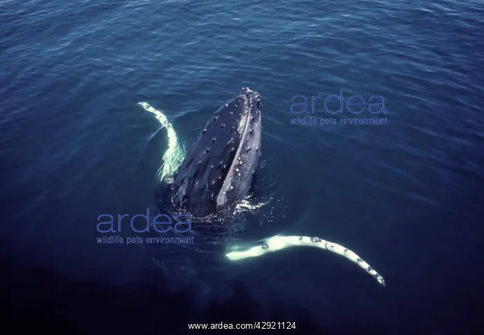 : Humpback whale, surfacing near a whale watching boat : Humpback whale, surfacing near a whale watching boat