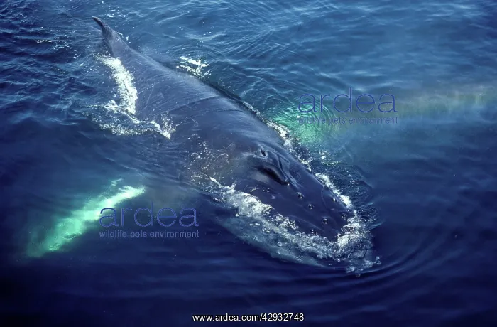 : Humpback whale surfacing near a whale watching boat : Humpback whale surfacing near a whale watching boat