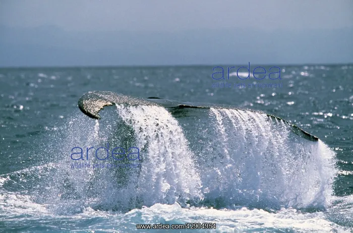 : HUMPBACK WHALE - TAIL : HUMPBACK WHALE - TAIL