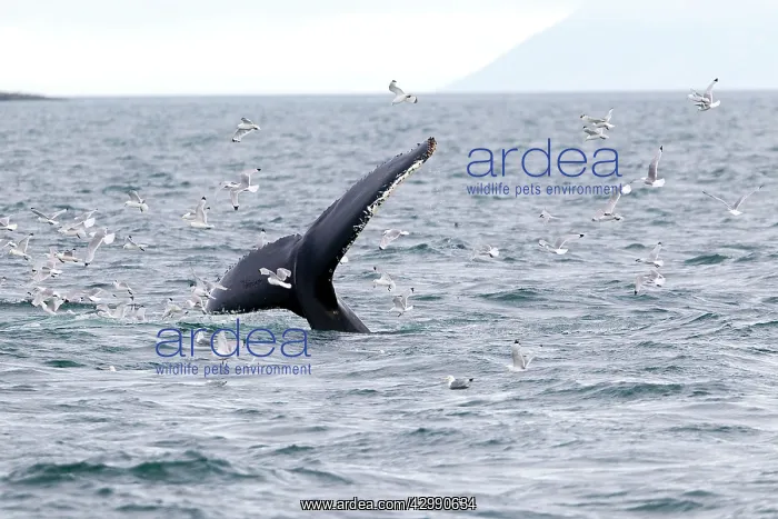 : Humpback Whale - tail : Humpback Whale - tail