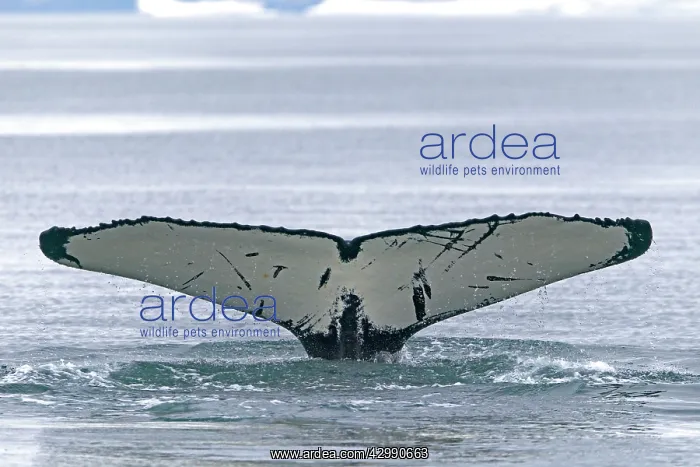 : Humpback Whale - tail : Humpback Whale - tail