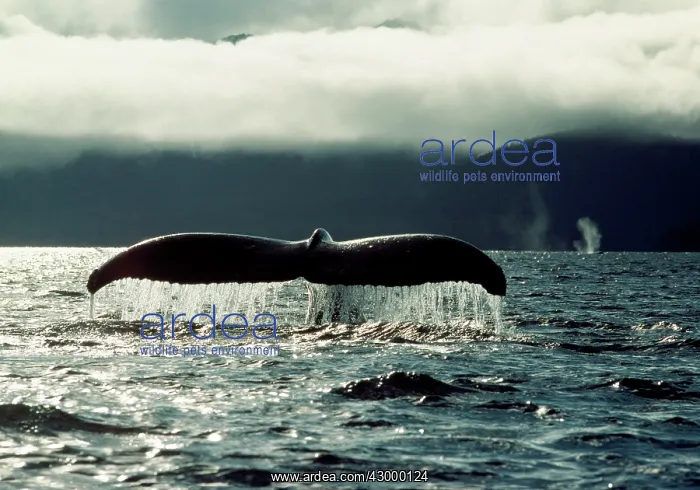  : Humpback Whale - Tail