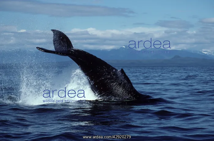 : Humpback whale - Tail breach : Humpback whale - Tail breach