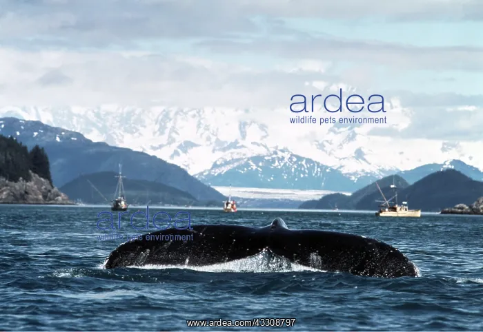 : Humpback Whale - Tail and fishing boats : Humpback Whale - Tail and fishing boats