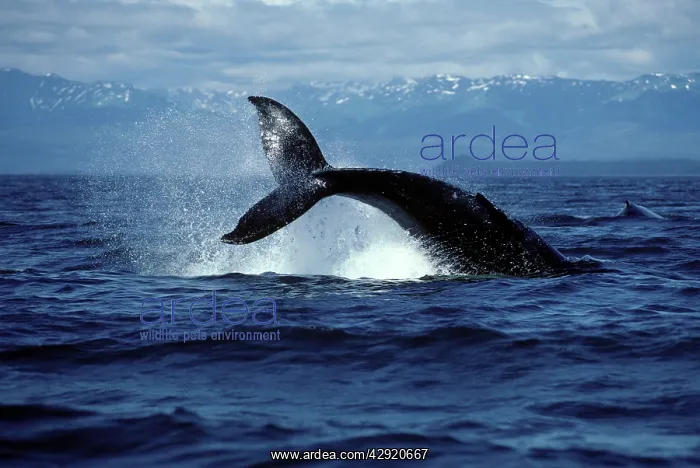 : HUMPBACK WHALE - tail lobbing : HUMPBACK WHALE - tail lobbing