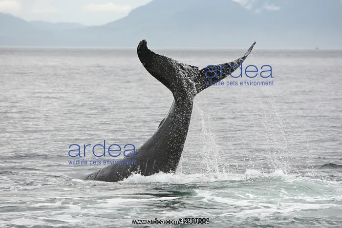 : Humpback Whale - tail slapping : Humpback Whale - tail slapping