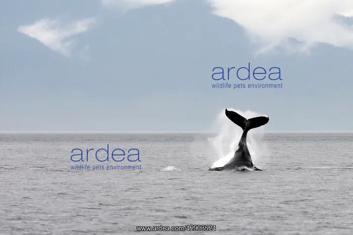 : Humpback Whale - tail slapping : Humpback Whale - tail slapping