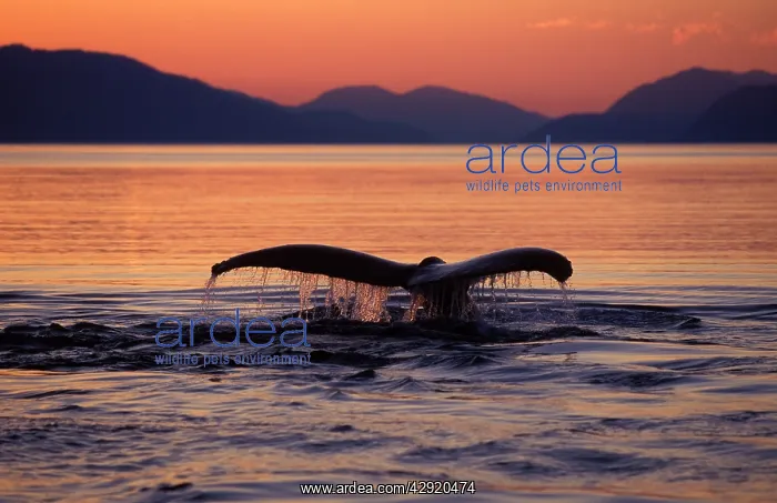: Humpback Whale - tail at sunset : Humpback Whale - tail at sunset