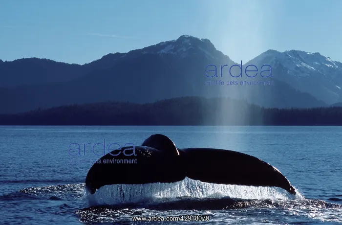 : Humpback Whale - Tail above water : Humpback Whale - Tail above water