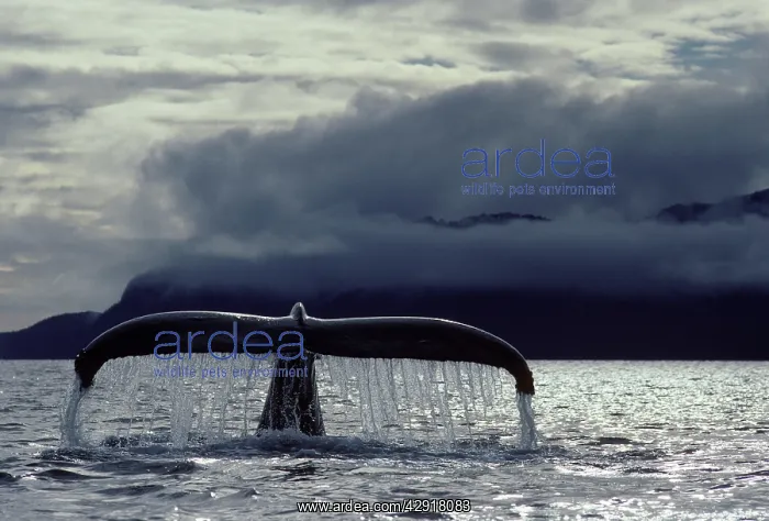 : Humpback Whale - Tail above water : Humpback Whale - Tail above water