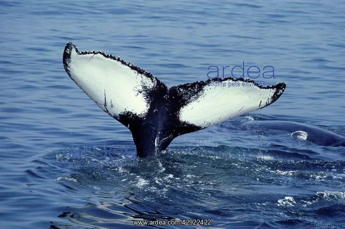  : Humpback Whale - Tail above water