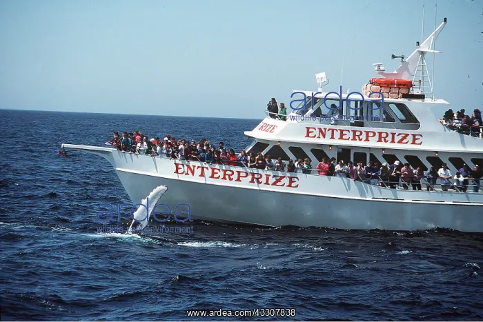 : Humpback Whale - tourists watching from boat : Humpback Whale - tourists watching from boat