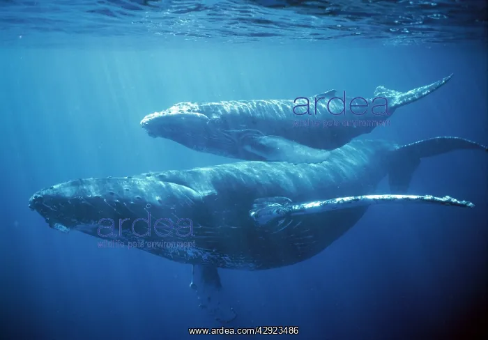 : Humpback Whale - two underwater : Humpback Whale - two underwater