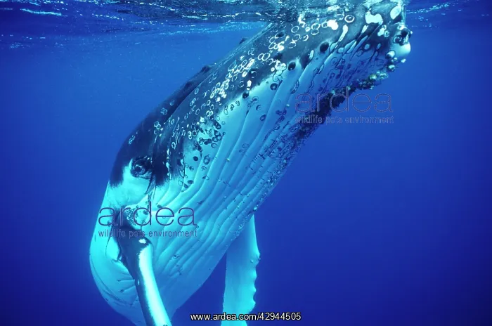 : Humpback WHALE - underwater : Humpback WHALE - underwater