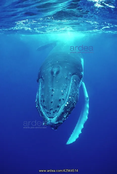: Humpback WHALE - underwater : Humpback WHALE - underwater