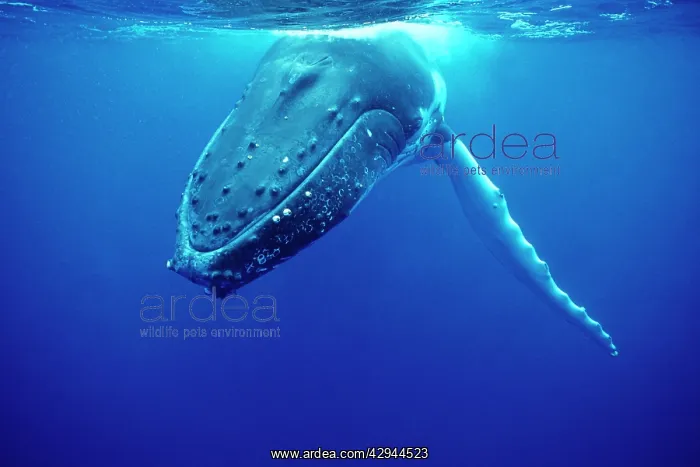 : Humpback WHALE - underwater : Humpback WHALE - underwater