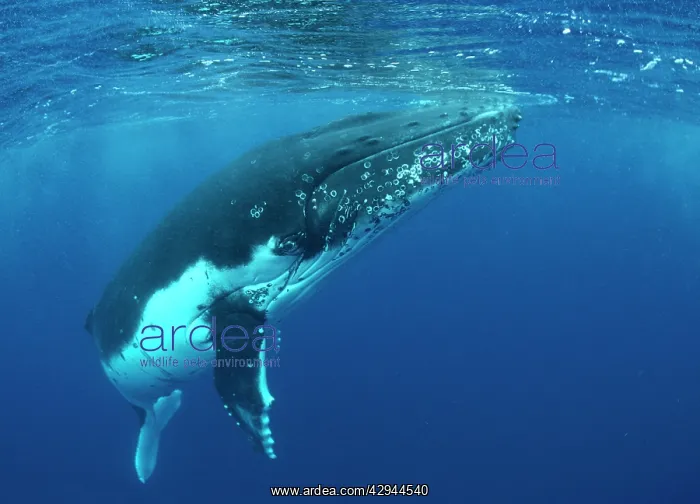 : Humpback WHALE - underwater : Humpback WHALE - underwater