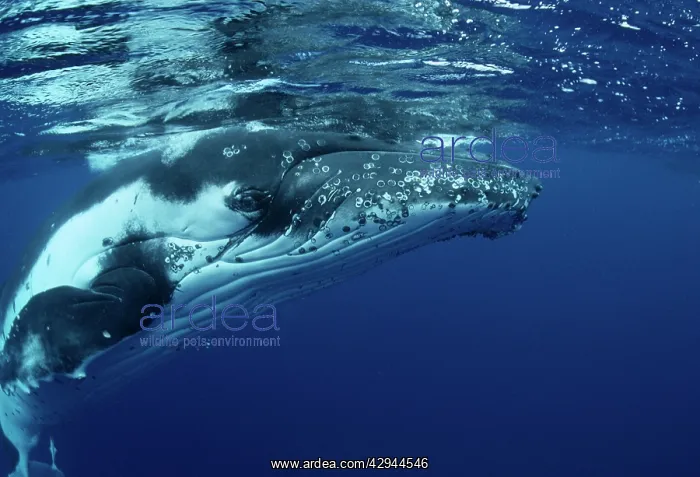 : Humpback WHALE - underwater : Humpback WHALE - underwater