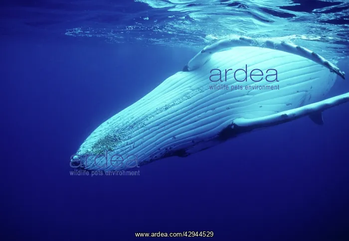 : Humpback WHALE - underwater, showing throat & ventral : Humpback WHALE - underwater, showing throat & ventral