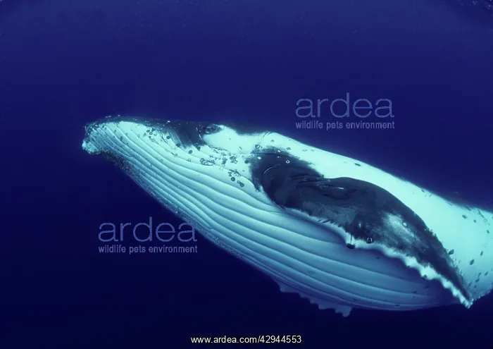 : Humpback WHALE - underwater, showing throat & ventral : Humpback WHALE - underwater, showing throat & ventral