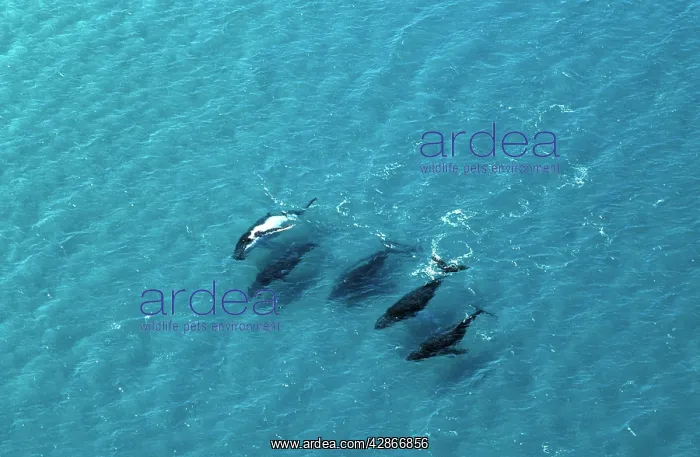 : Humpback Whales - Aerial view of migrating pod : Humpback Whales - Aerial view of migrating pod