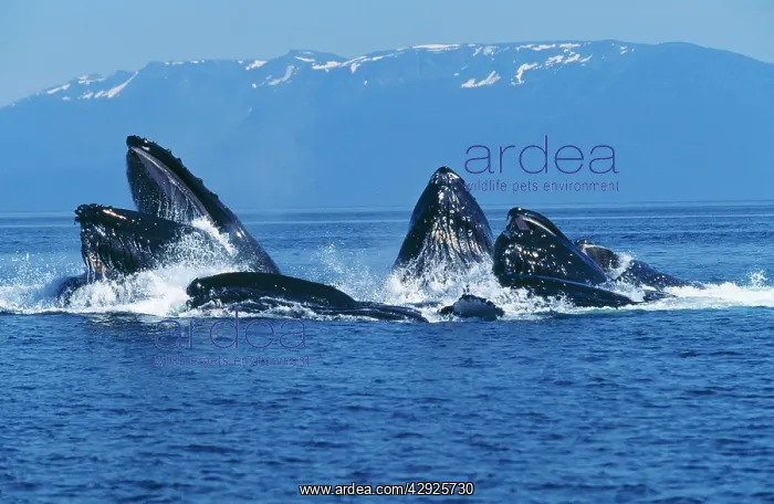 : HUMPBACK WHALES - co-operative feeding / bubble : HUMPBACK WHALES - co-operative feeding / bubble