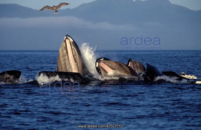 : Humpback Whales - co-operative feeding / Bubble net feeding : Humpback Whales - co-operative feeding / Bubble net feeding