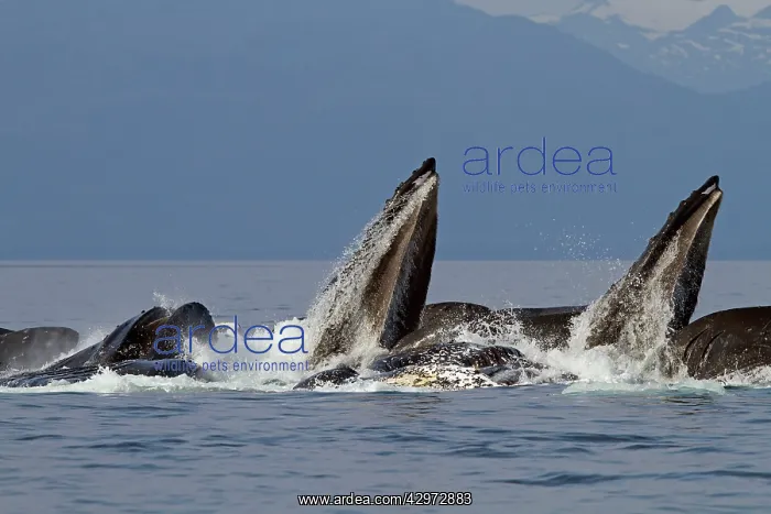 : Humpback Whales - group lunge / bubblenet feeding : Humpback Whales - group lunge / bubblenet feeding