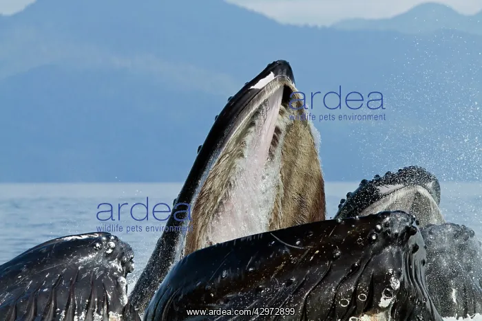 : Humpback Whales - group lunge / bubblenet feeding : Humpback Whales - group lunge / bubblenet feeding
