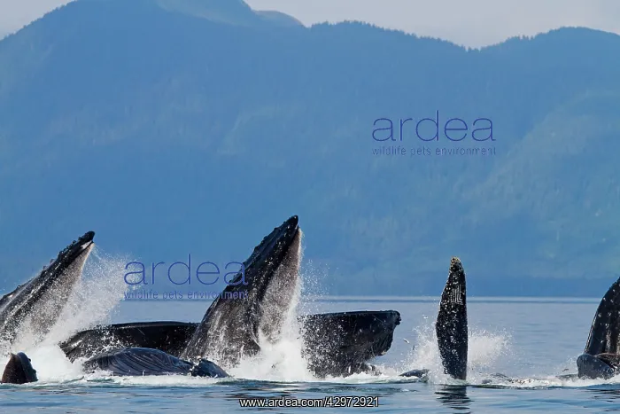 : Humpback Whales - group lunge / bubblenet feeding : Humpback Whales - group lunge / bubblenet feeding