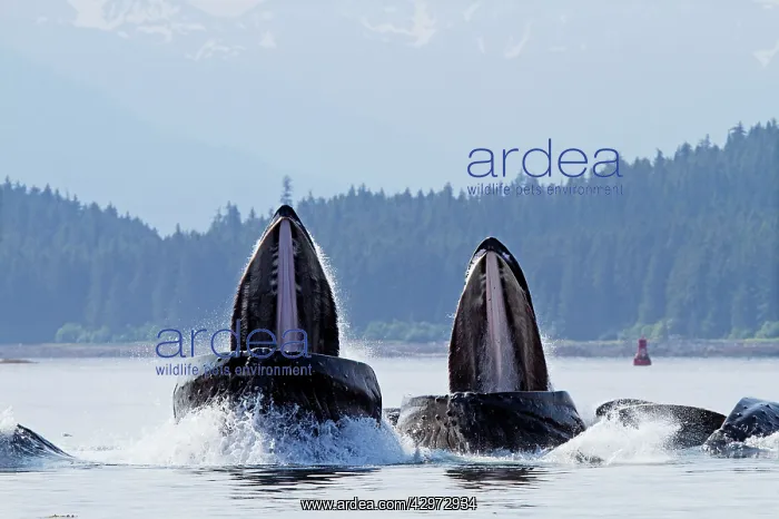 : Humpback Whales - group lunge / bubblenet feeding : Humpback Whales - group lunge / bubblenet feeding