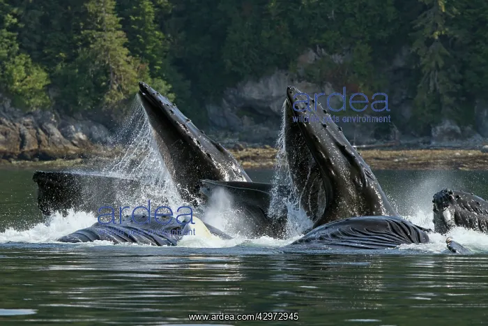 : Humpback Whales - group lunge / bubblenet feeding : Humpback Whales - group lunge / bubblenet feeding