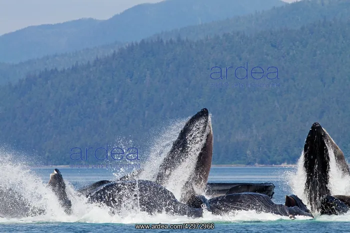 : Humpback Whales - group lunge / bubblenet feeding : Humpback Whales - group lunge / bubblenet feeding