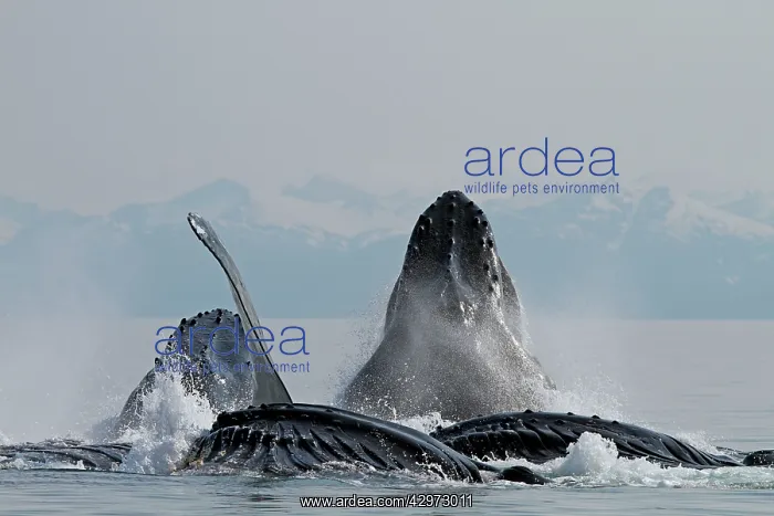 : Humpback Whales - group lunge / bubblenet feeding : Humpback Whales - group lunge / bubblenet feeding