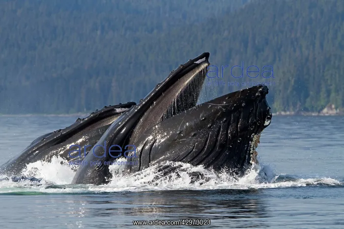 : Humpback Whales - group lunge / bubblenet feeding : Humpback Whales - group lunge / bubblenet feeding