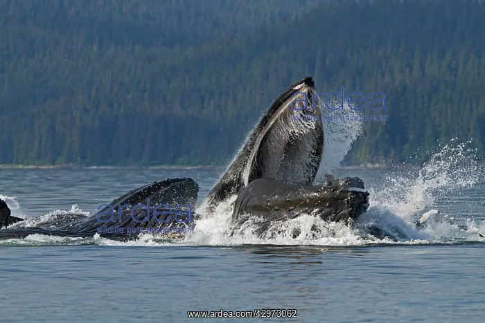 : Humpback Whales - group lunge / bubblenet feeding : Humpback Whales - group lunge / bubblenet feeding